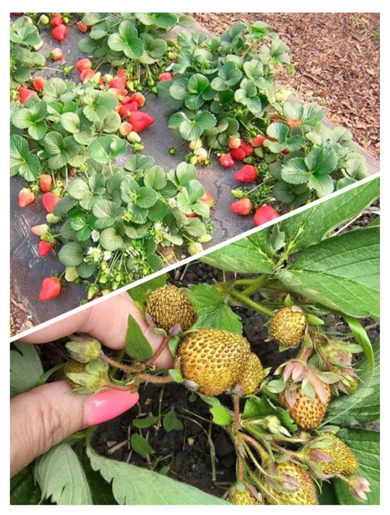 Почему клубника становится жёсткой и невкусной? 🍓 Разбираемся по полочкам

Казалось бы, всё делаешь