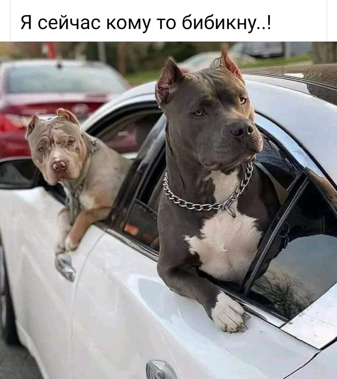 А Вас раздражает спец сигнал на дороге, когда используют не для предотвращении ДТП?