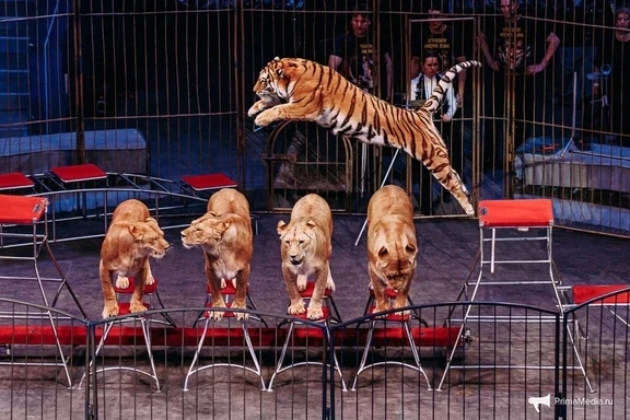 С 12 июня хищники в Новосибирском цирке! 🦁 Росгосцирк представляет шоу «ИМПЕРИЯ ЛЬВИЦ»!
 
🤹 В прог