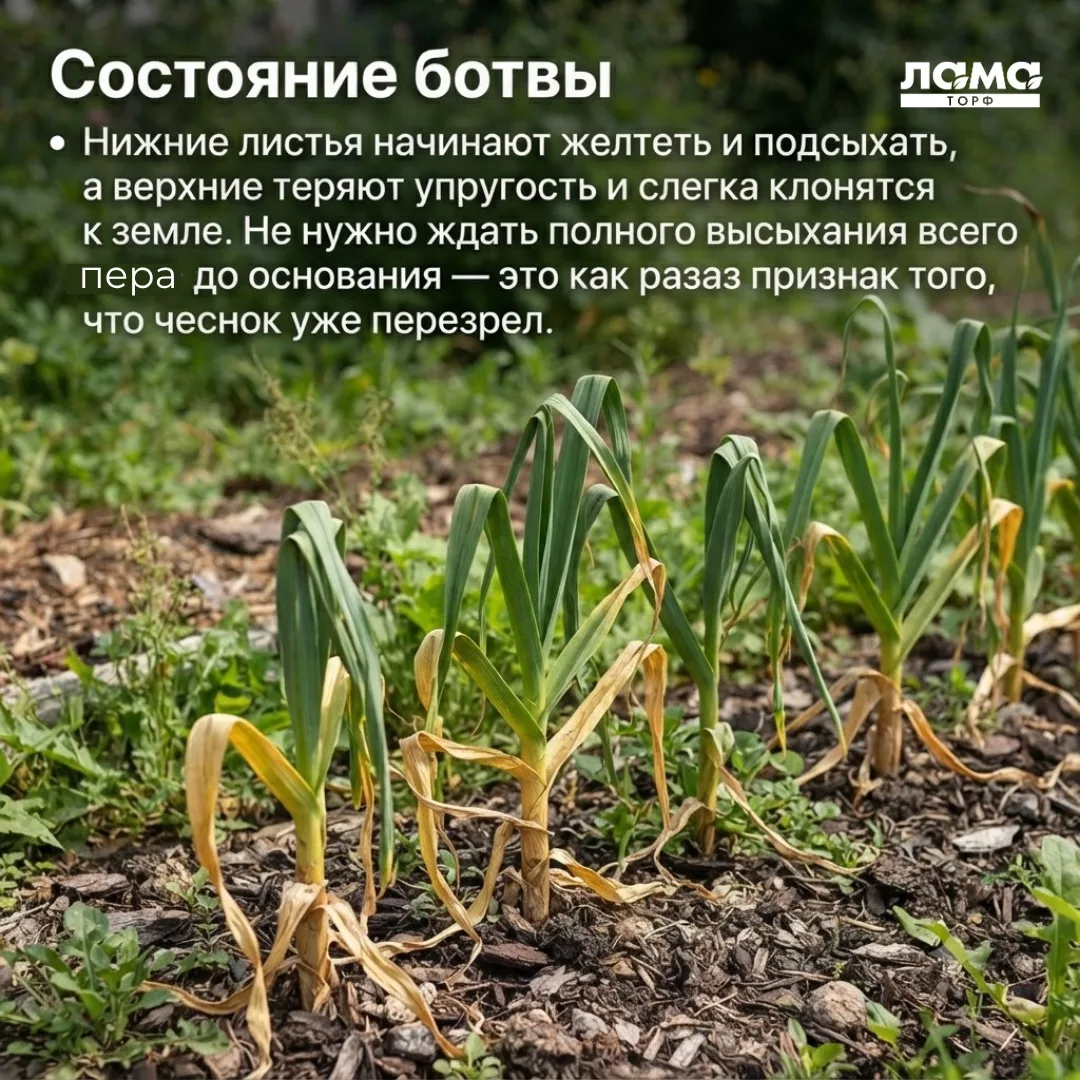 Как понять, что пора убирать озимый чеснок?

Чтобы чеснок хорошо хранился до весны, важно убрать его