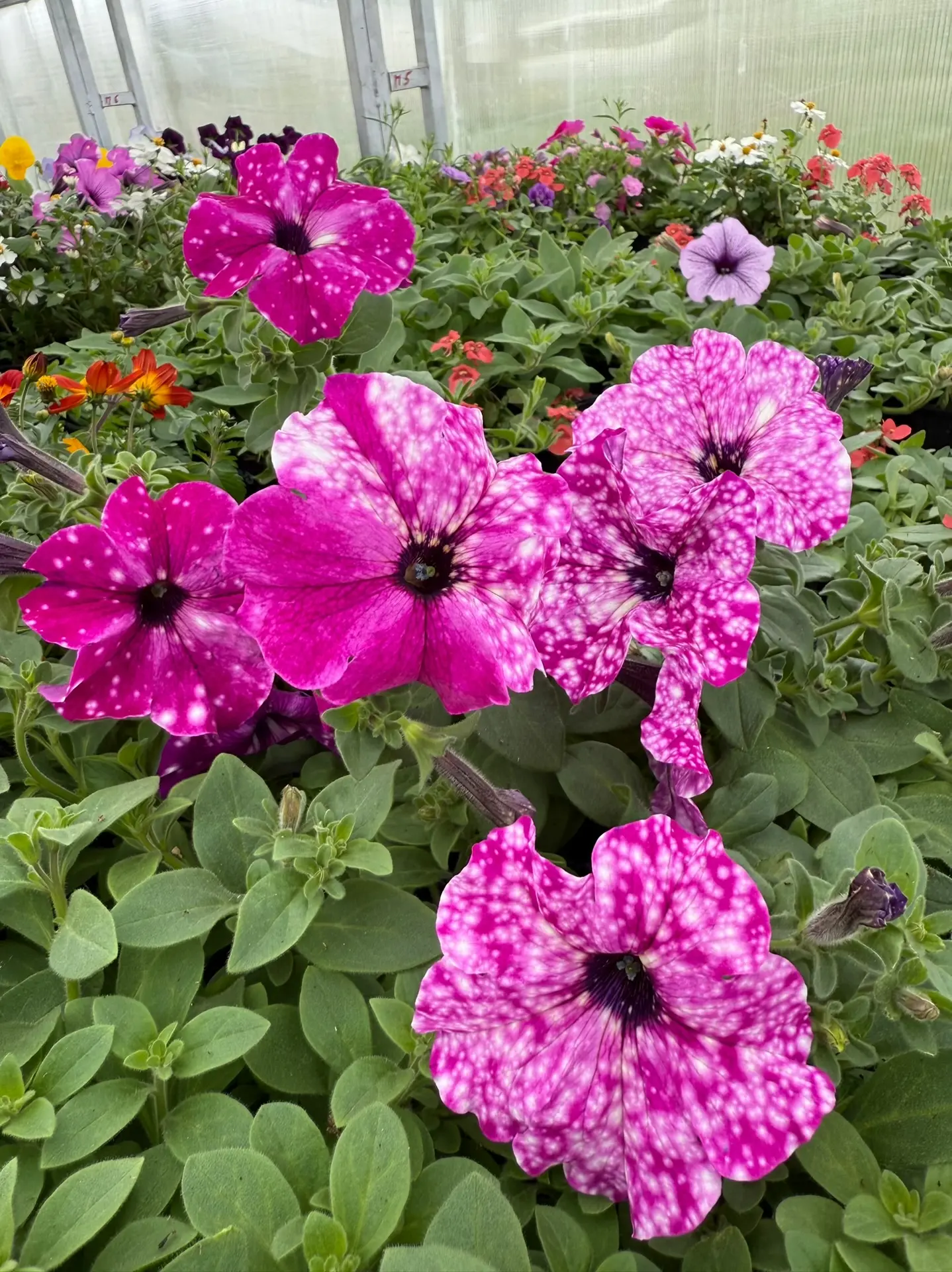 Наснимала красоты в теплице 😍 Глаз радуется 😍🩷 Что вам больше всего понравилось на фото?