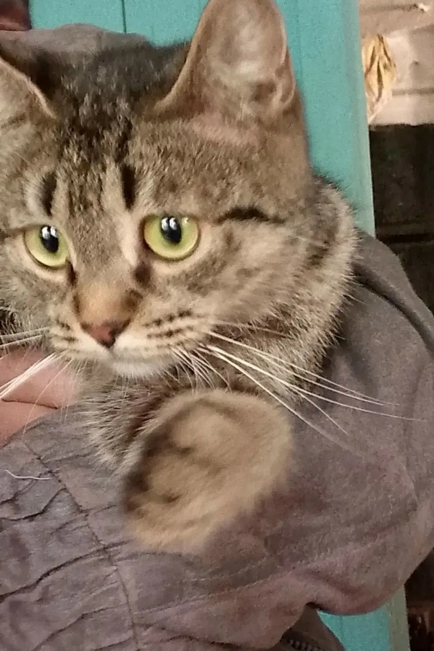 Чья потеряшка, кошечка!