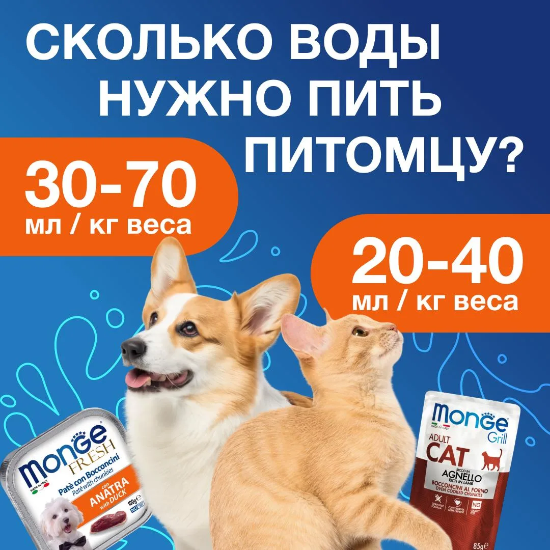 Сколько воды нужно питомцам на самом деле?💧