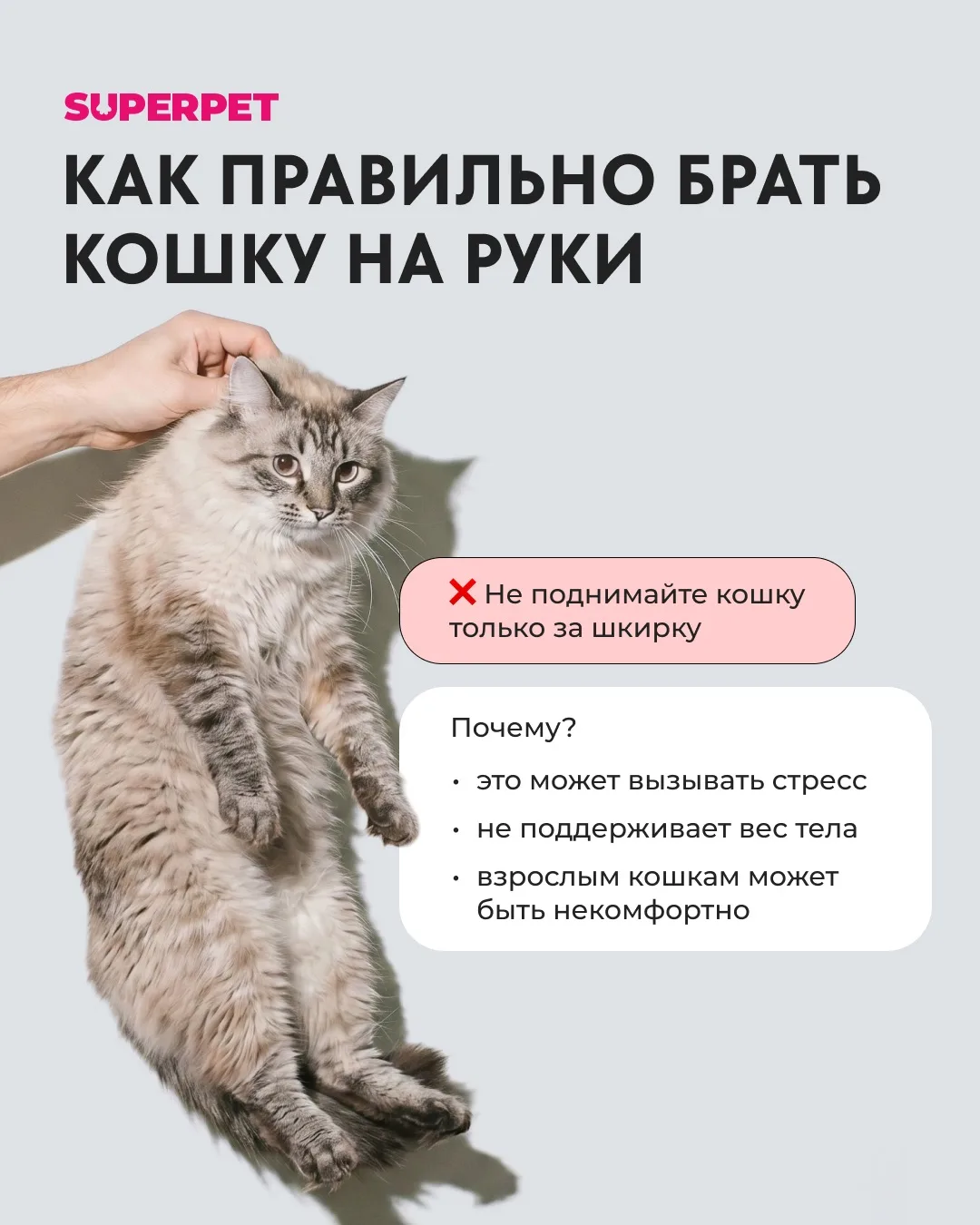 Как правильно брать кошку на руки?