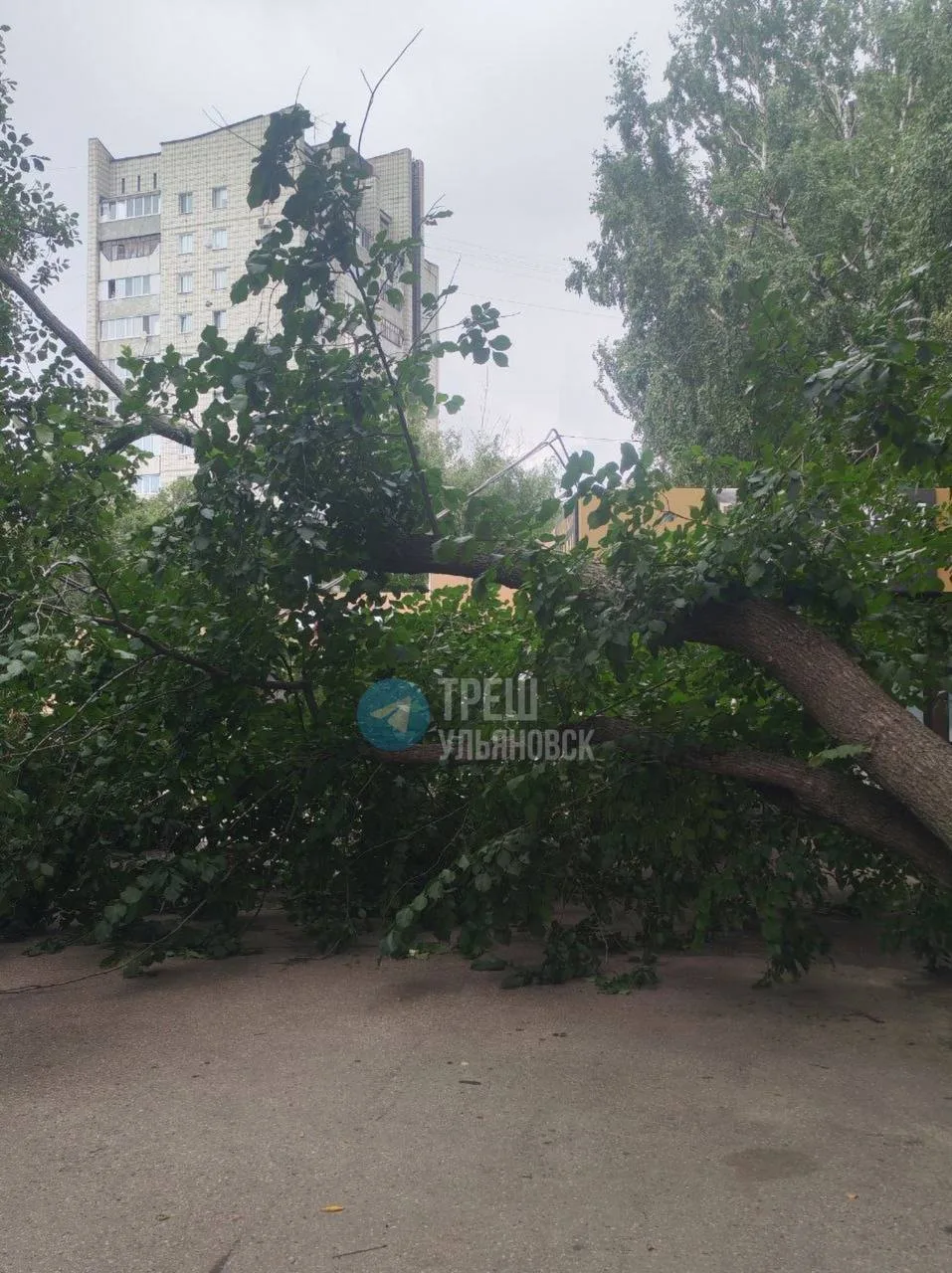 На ул. Полбина, 50 рухнуло дерево, повредив  электропровода бутика