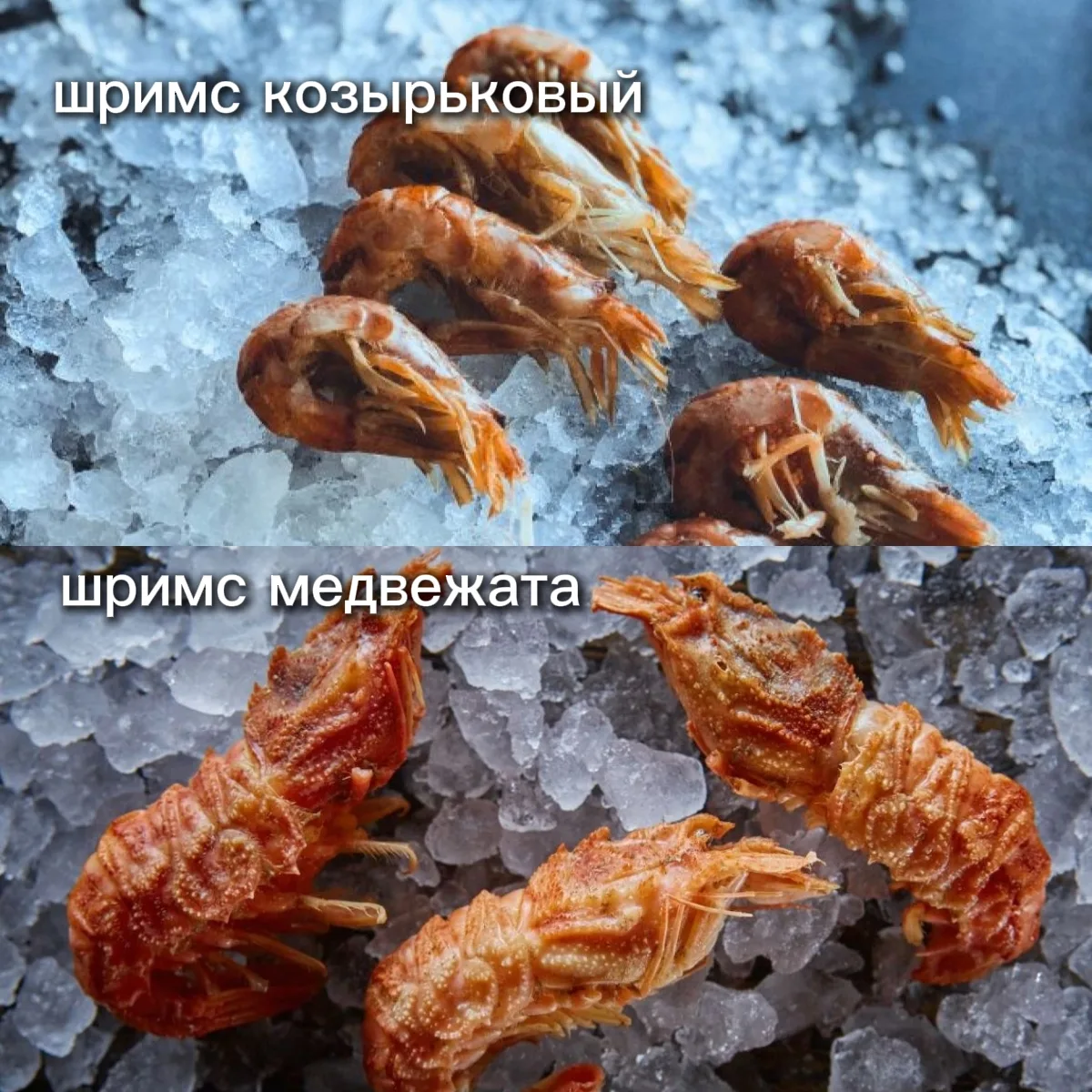 🦐 Два редких дальневосточных деликатеса: шримс-медвежонок или козырьковый шримс?

Оба вида относятс