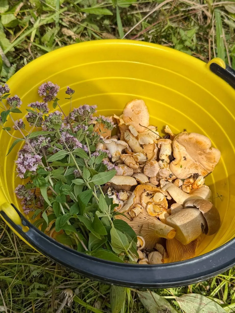 Чувствуете этот запах жареной картошечки с грибочками 🤩