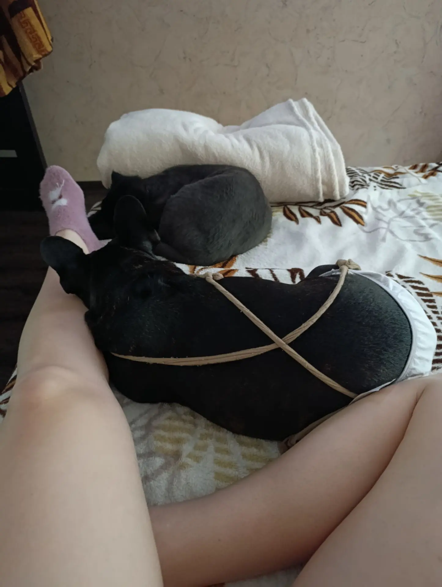 Отдыхают шерстяные носики 🐶😻