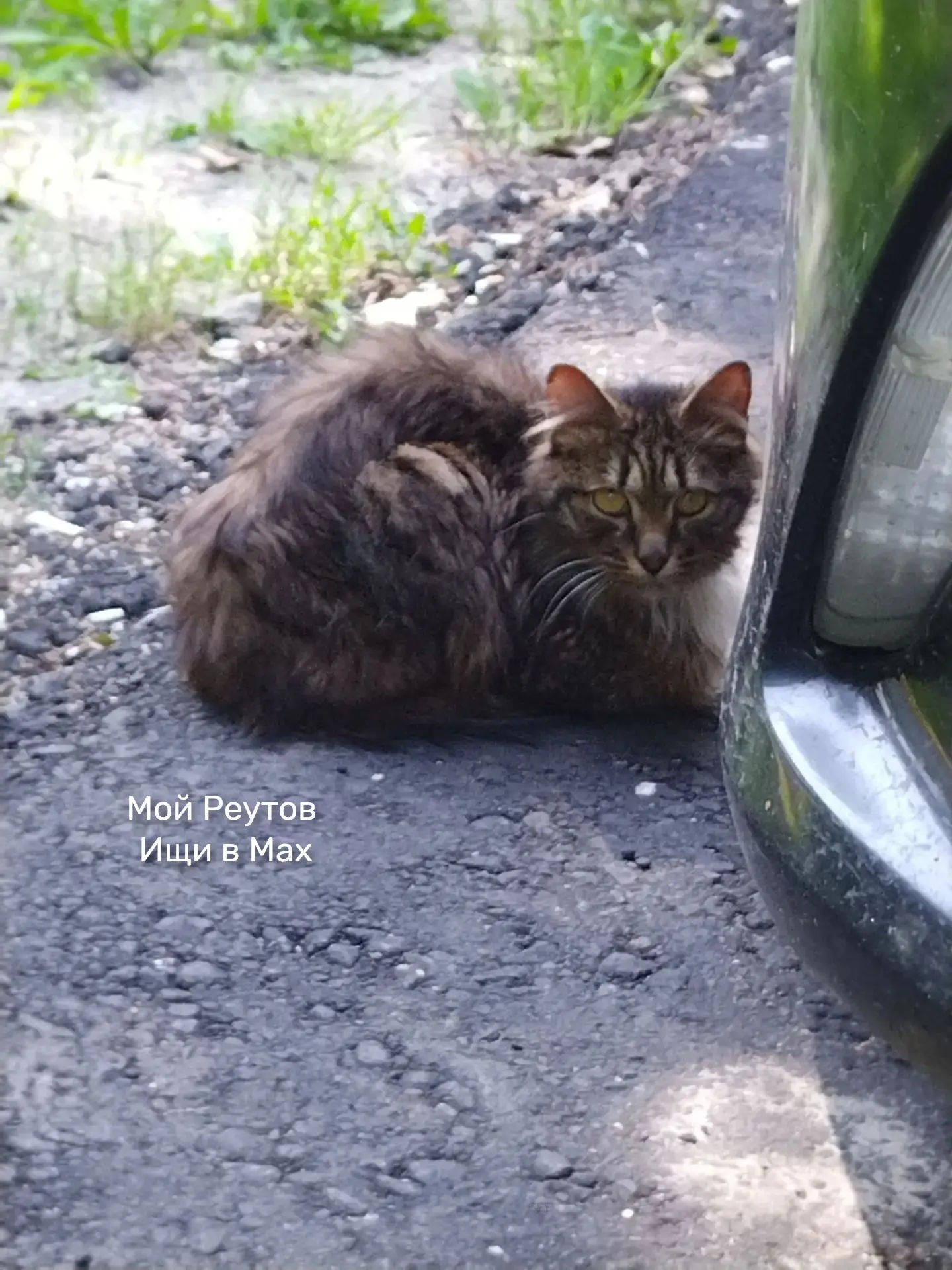 🐾 Здравствуйте! Очень необычный котик шоколадного цвета, похож на мейн-куна появился н...