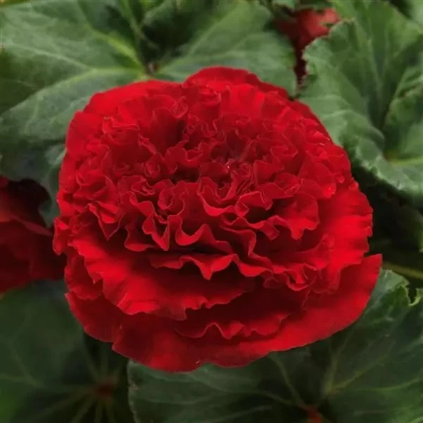 Семена клубневой бегонии — элитные махровые сорта 🌺