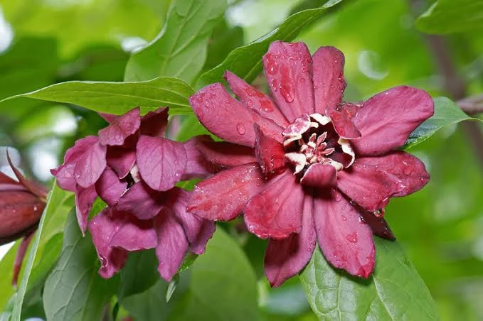 Каликант Раульстона «Хартлейдж Вайн» (Calycanthus x raulstonii 'Hartlage Wine')

Крупный, эффектно