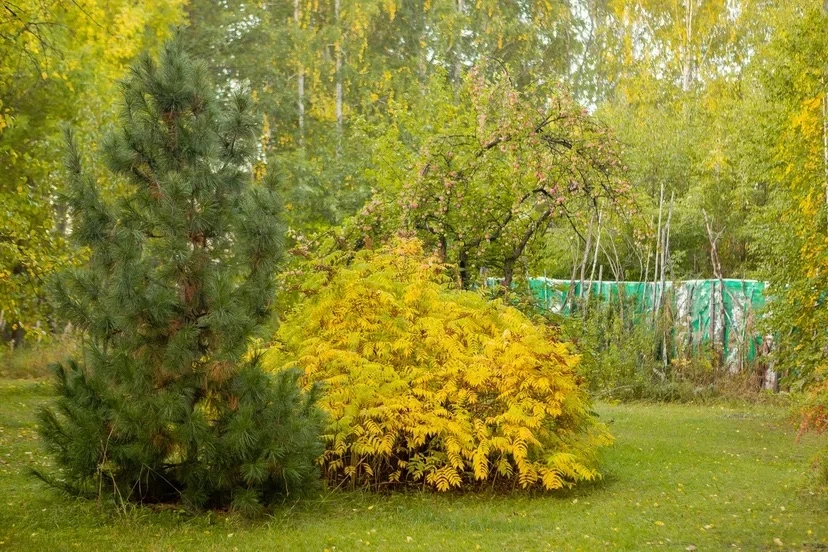 🌲 Зачем ехать в лес осенью, если можно остаться дома?