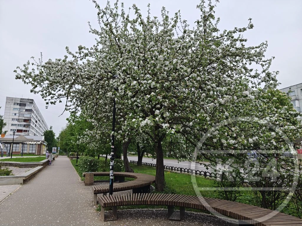 🌸 Даже пасмурное небо не может затмить эту красоту.  На улице Воровского сейчас цветут яблони — нежн