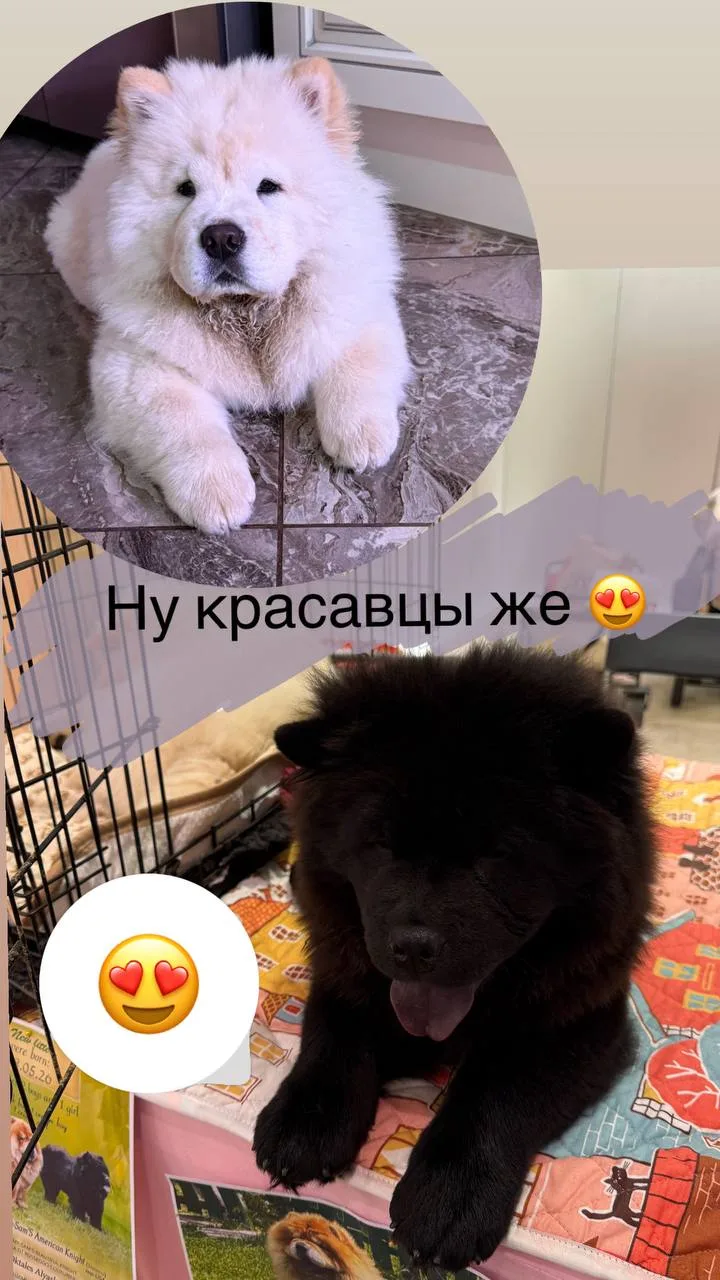 Кажется, одной собаки нам уже мало 😂🐶