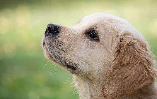 Мило