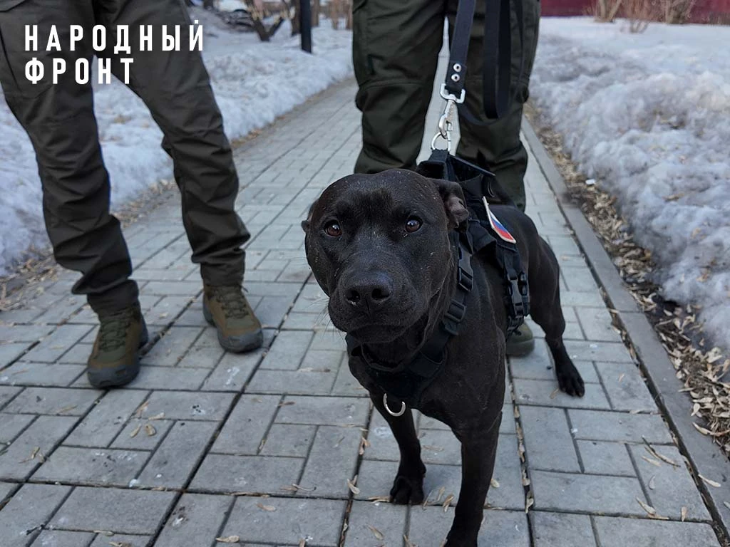 Два брата и их спасённый питбуль.  Если не читали историю и не смотрели видео, только посмотрите на 