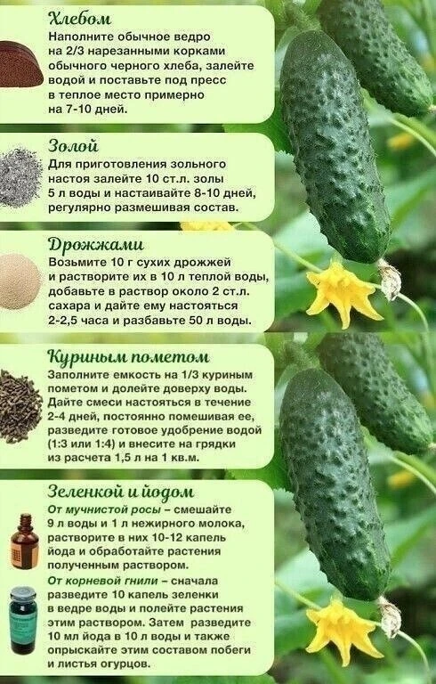Изображение 1 к публикации «Моя Дача»