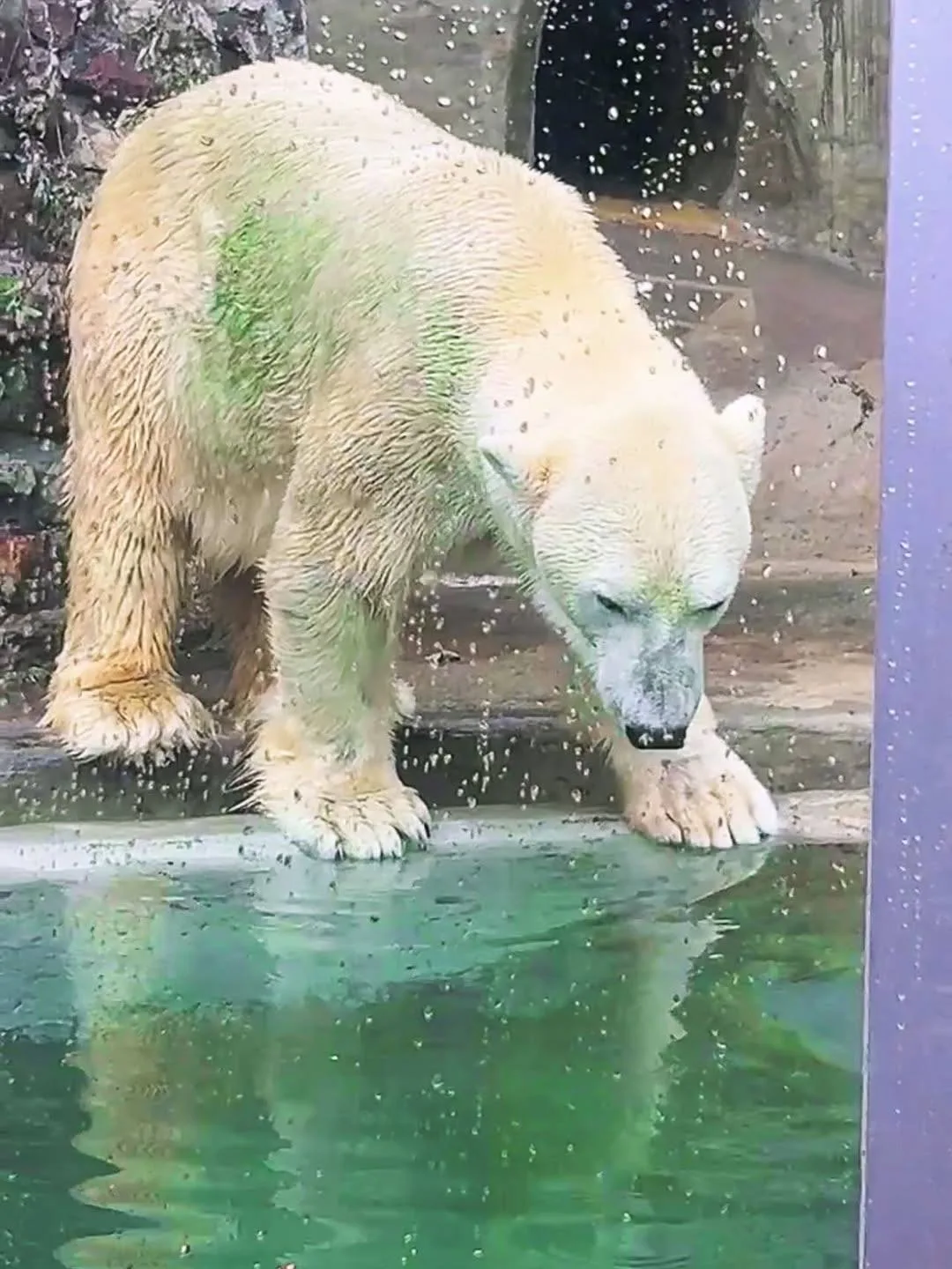 🐻‍❄️Белый мишка Терпей, переехавший из казанского зоопарка в московский, позеленел!