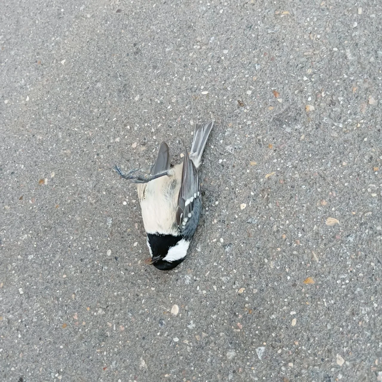 В выходные у 165Е к6 соседка увидела несколько мёртвых синичек 💔