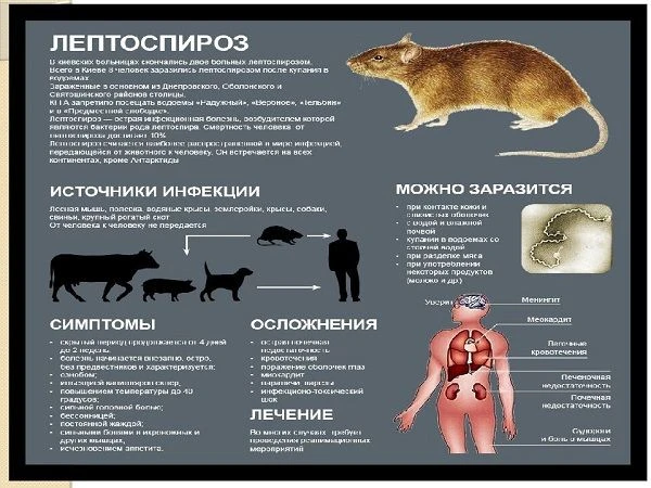 Лептоспироз  —  антропозоонозное инфекционное заболевание характеризующееся желтухой, а...