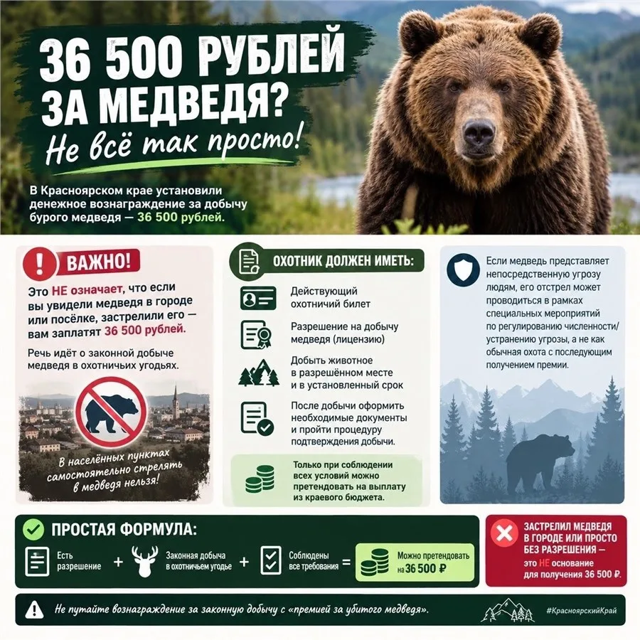 Поощрения за регулирование численности конфликтных медведей! Что сейчас действует в рег...