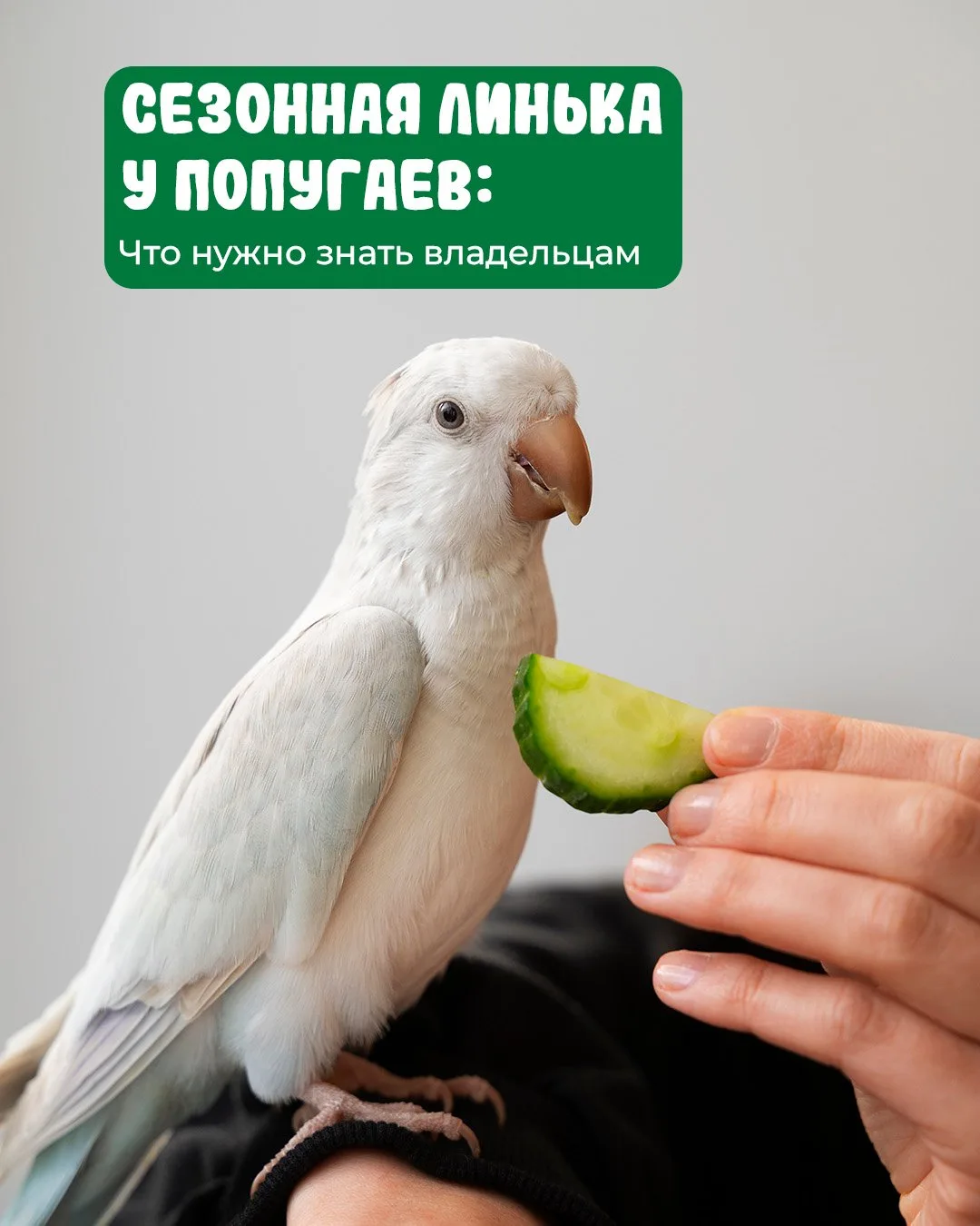 Линька у попугаев: что важно знать хозяевам 🦜