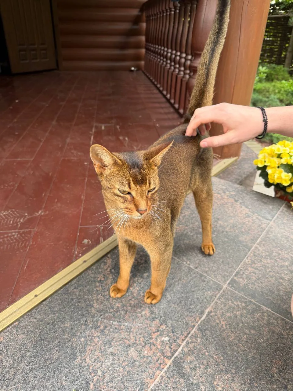 🐈🐕 Потеряшки дня

Петрово-Дальнее, КП «Петровский»: Вчера к нам на участок пришёл кот (похож на аб