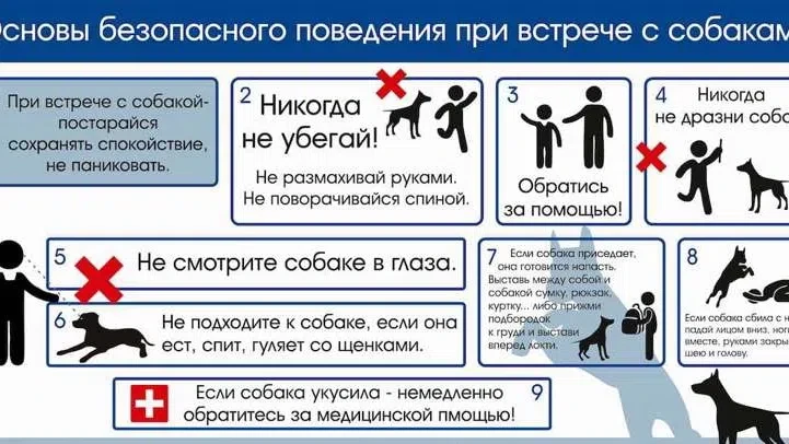🐕 Акция «Безопасность Детства»: Безопасность при общении с животными

Животные могут быть непредска