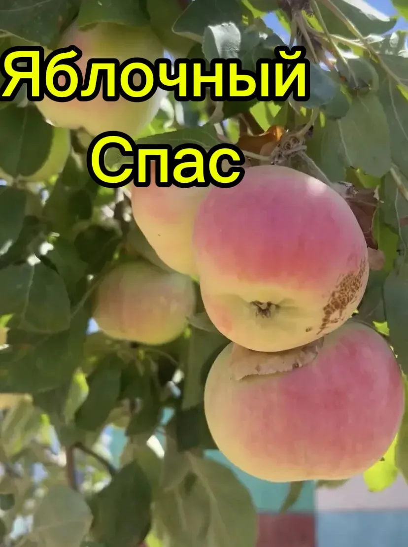 🍏🍎🍏 19 августа православные отмечают особый день, который в народе называют Яблочным...