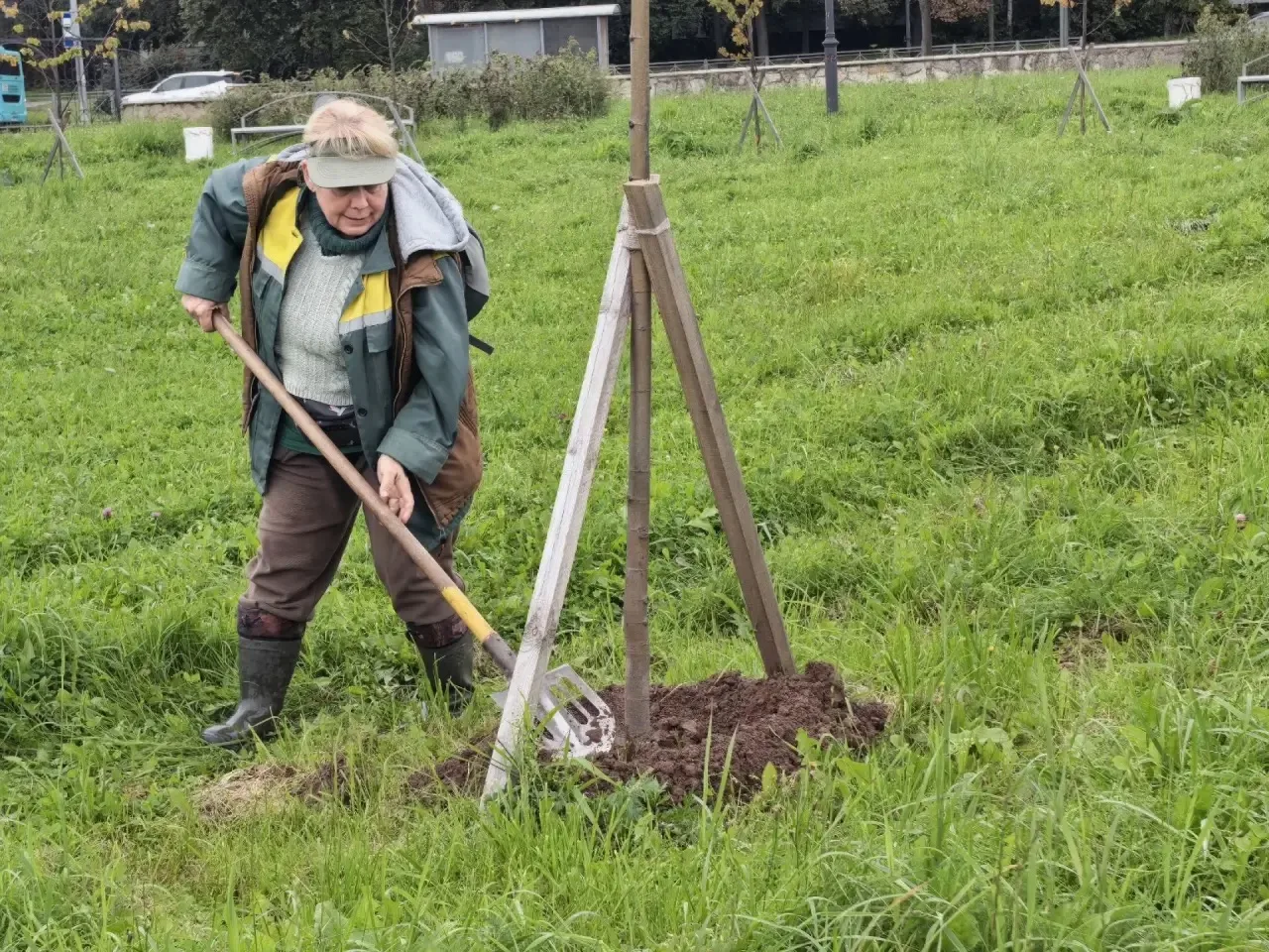 🌳Прополка и приствольные лунки — маленькая помощь большим деревьям🌳