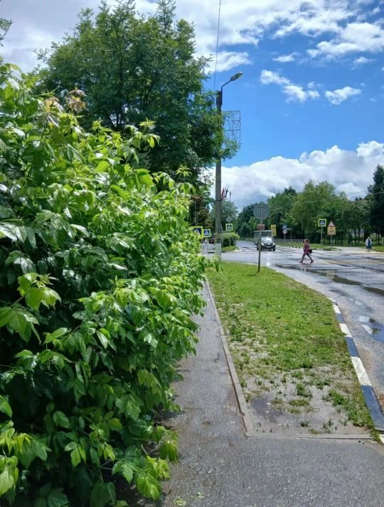 🚌Разросшиеся кустарники закрывают пешеходную дорожку к остановке общественного транспорта на улице 