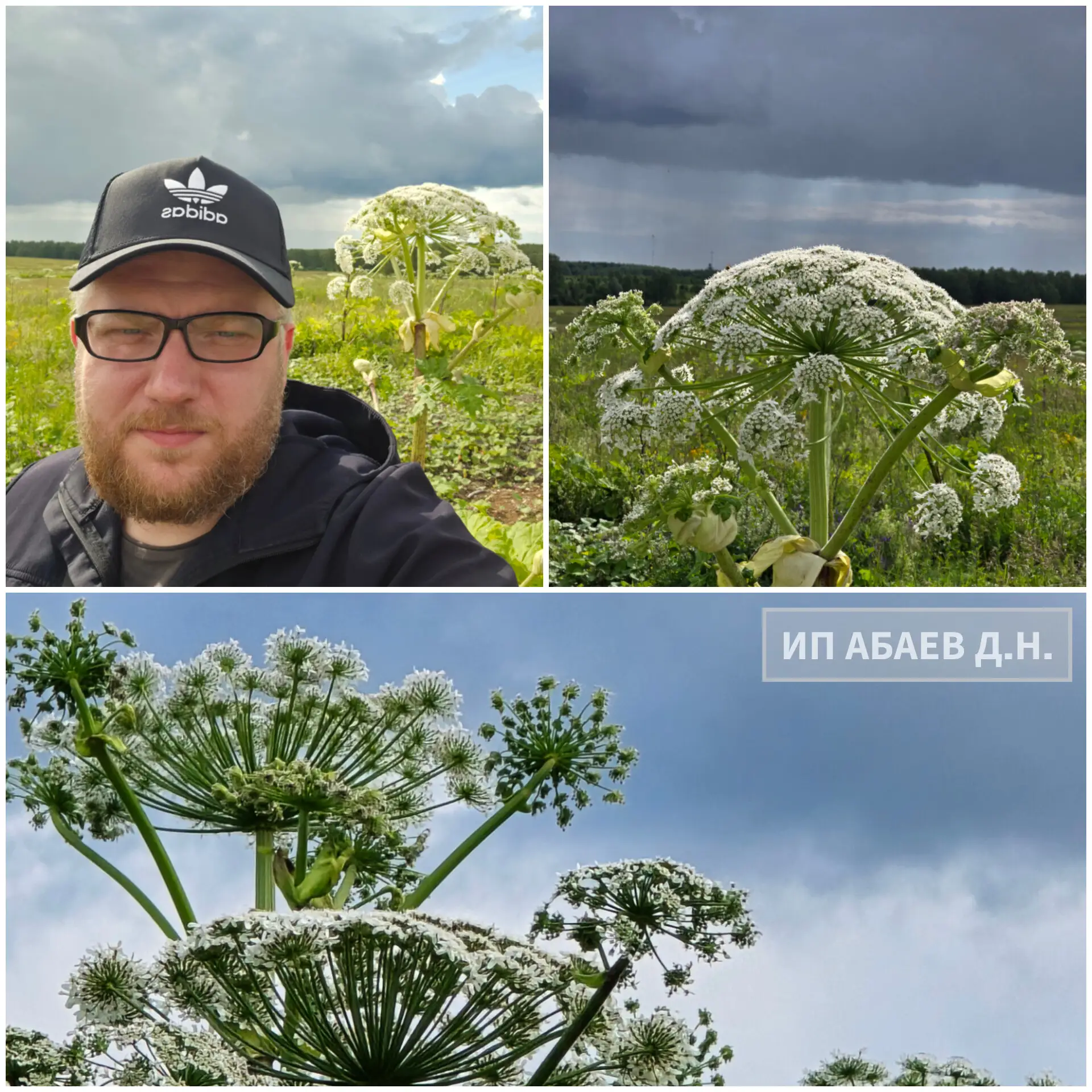 Опасности Борщевика 🌿🔥