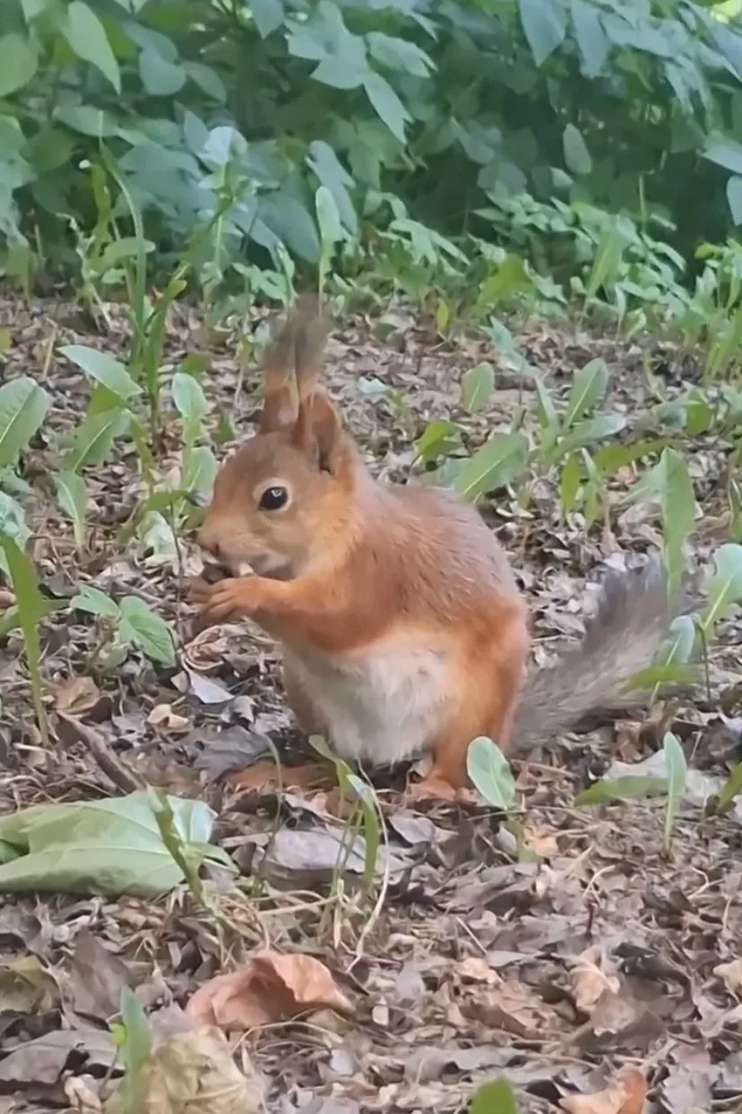 Рыжая жительница Фатьяновского парка🐿️
Вязники наш город