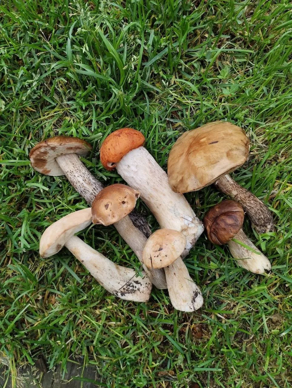 Грибной сезон в самом разгаре в Нижнем Тагиле 🍄