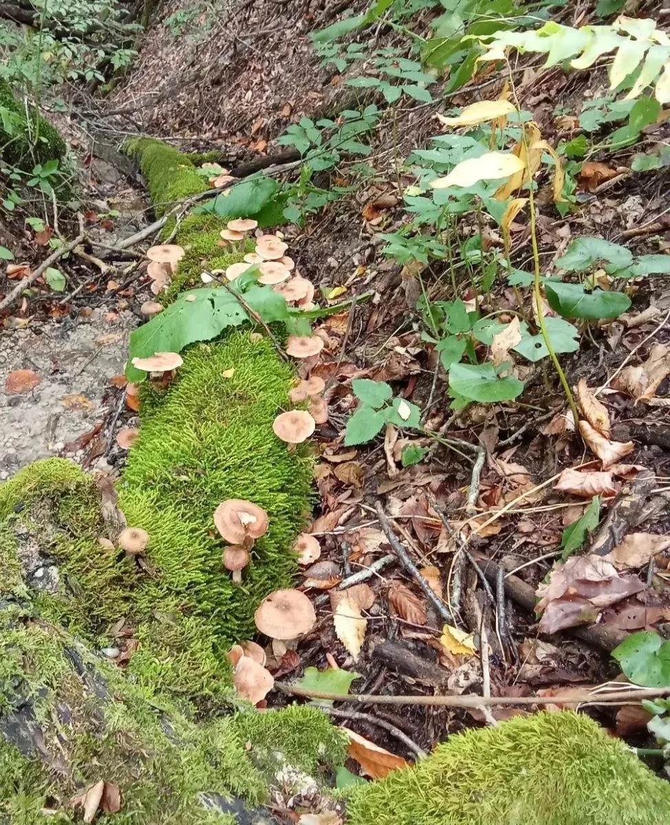 🍂Сезон тихой охоты в Отрадненском районе открыт! 🍄‍🟫