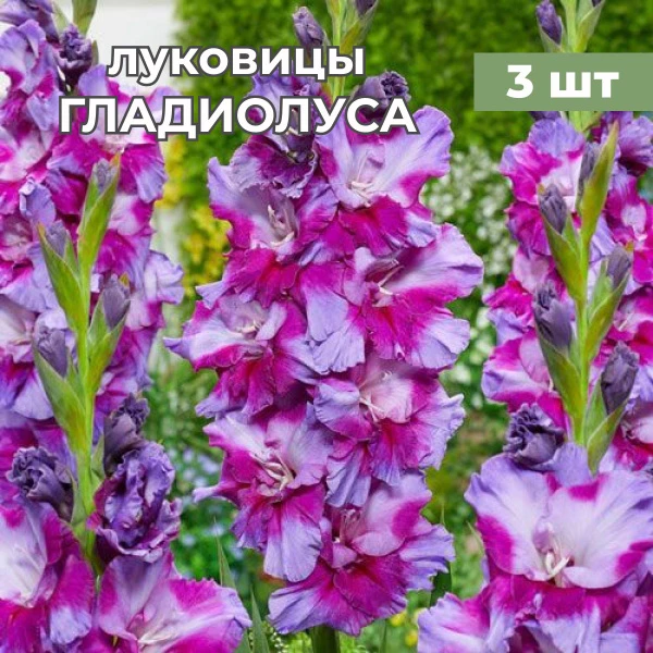 *Л-100 Гладиолус ПЕЧОРА* ГОФРИР. фиолетовый с обширным пурпурно-лиловым пятном В упаковке 3 шт.
*Цен