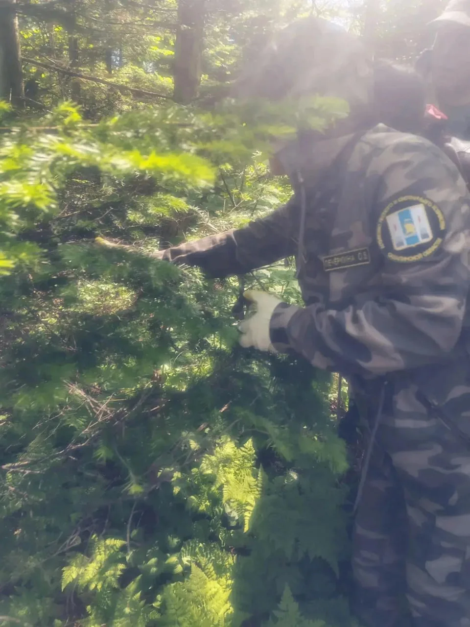 🌳В Корсаковском районе срубят пострадавшие от шелкопряда деревья