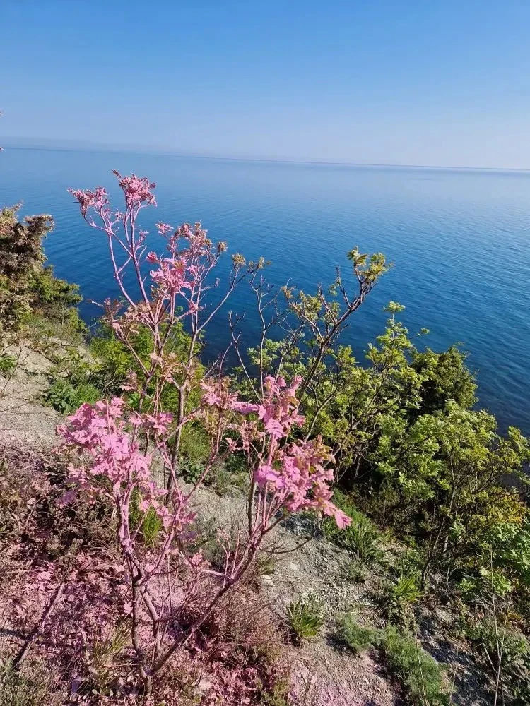 🌿 Джубга — это не только море, но и дикая красота гор и леса 🏔️🌲