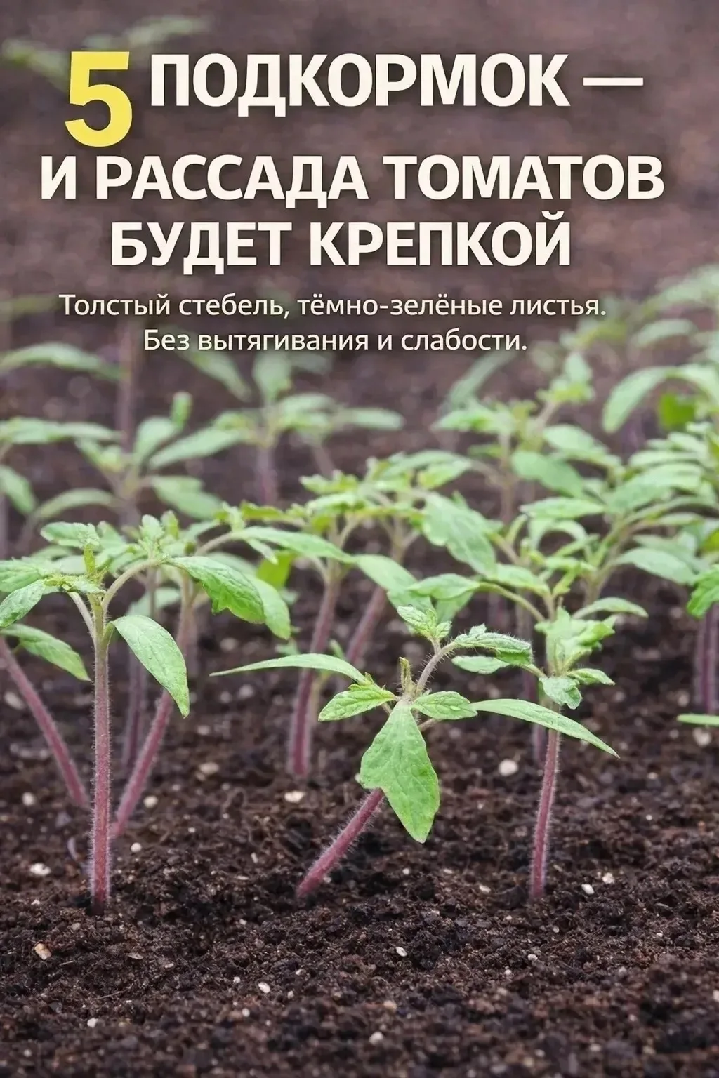 РАССАДА ТОМАТОВ НУЖДАЕТСЯ В ПОДКОРМКЕ  Чтобы рассада росла крепкой, не вытягивалась и хорошо перенос