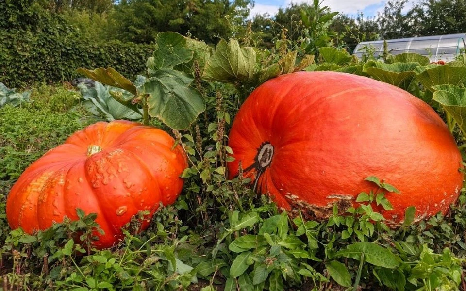 🎃 Вот это урожай! Осенняя сказка, да и только.