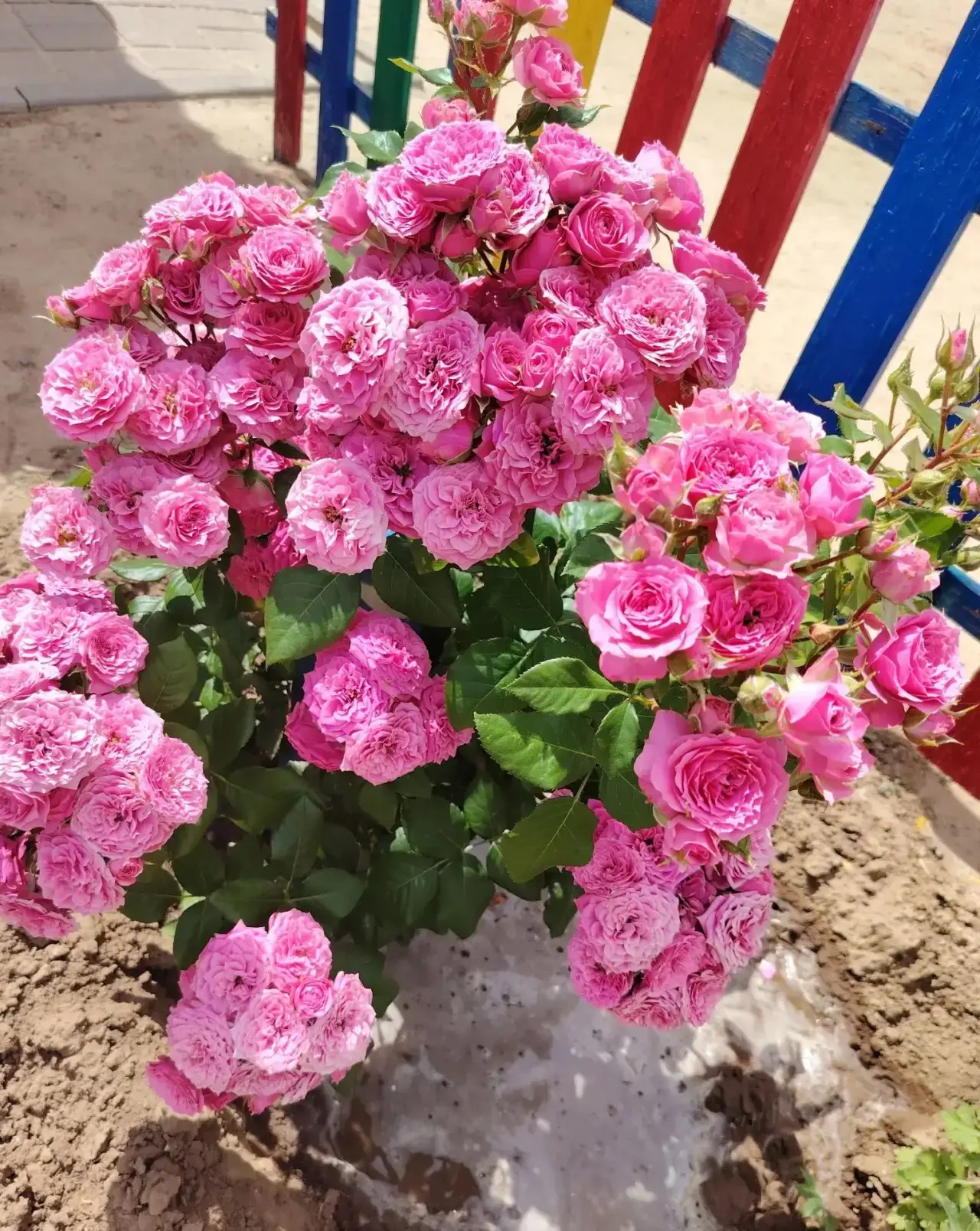 Маленькие садоводы.🍃
Лето в нашем детском саду - это не только игры на свежем воздухе🪁, но и первы