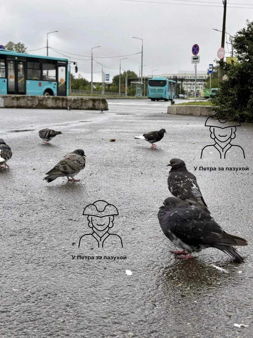 🐦 Петербургский голубь после дождя