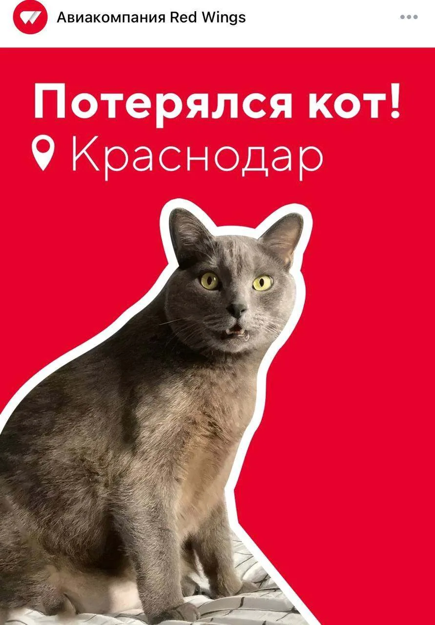 Red Wings и аэропорт Краснодара ищут сбежавшего кота.