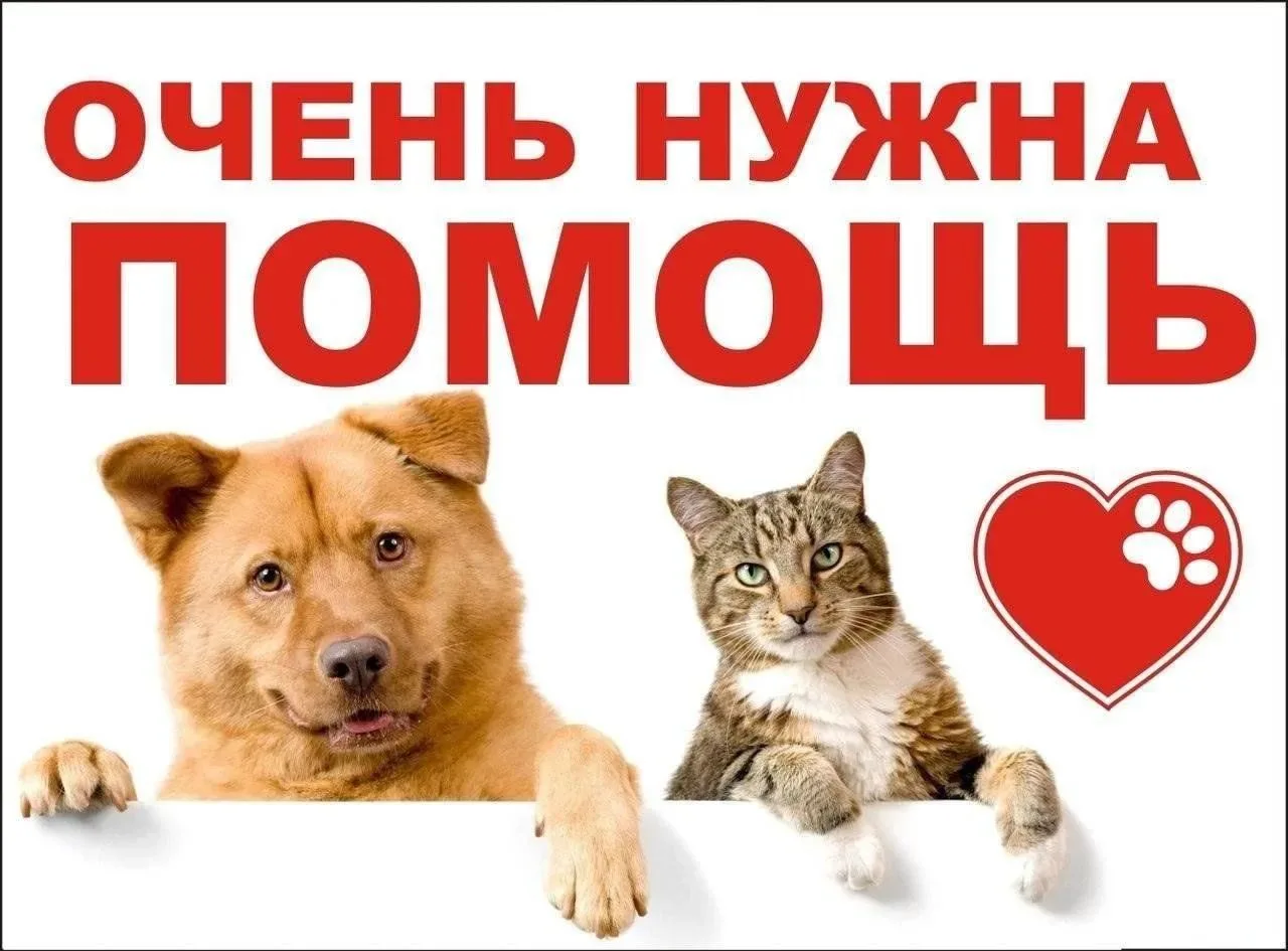 🐾 Добрые дела начинаются здесь! 🐾