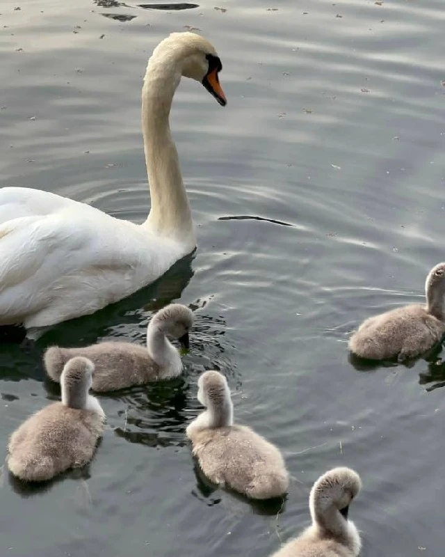 🦢 Где в Москве живут лебеди  🔹 На Патриарших прудах 🔹 На Голицынском пруду в Парке Горького 🔹 На Вер
