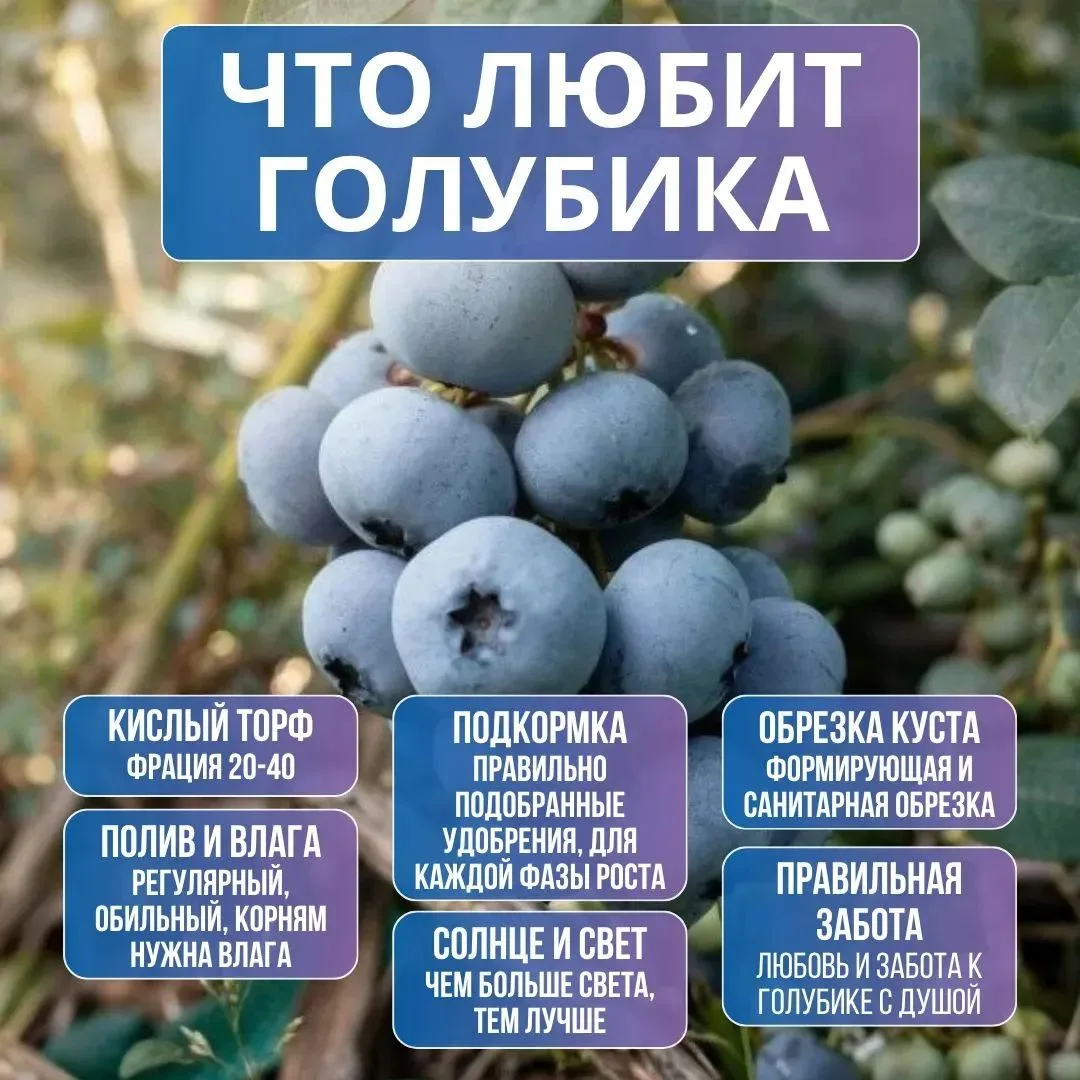 КАК УХАЖИВАТЬ ЗА ГОЛУБИКОЙ, ЧЕМ ПОДКОРМИТЬ ЛЕТОМ?

Голубика активно расходует питательные вещества д