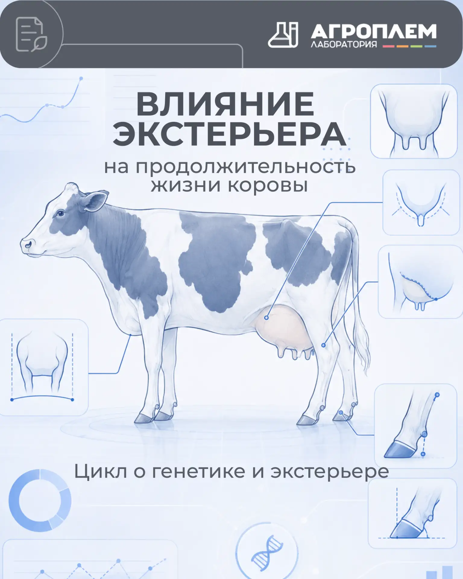 🐄 Высокая оценка экстерьера — ещё не гарантия долгой жизни коровы в стаде