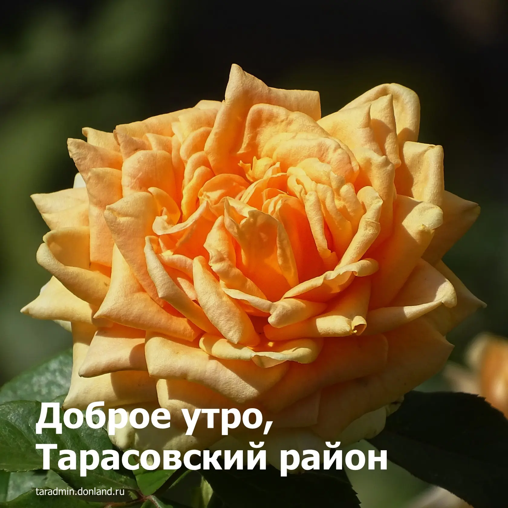 Доброе утро, уважаемые жители Тарасовского района!