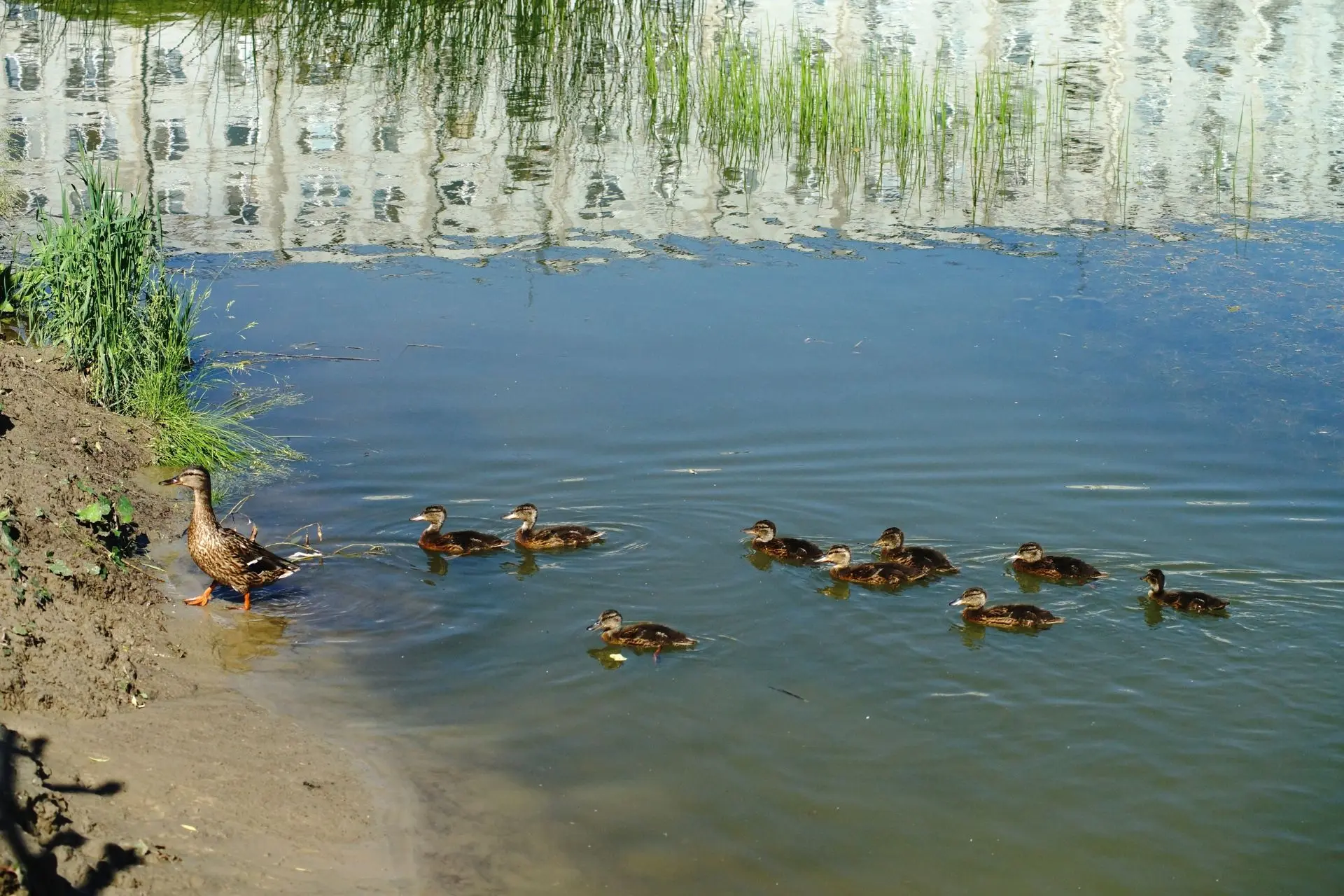 Доброе утро! 🦆

📍 Пруд Южный

📸: Тюмения