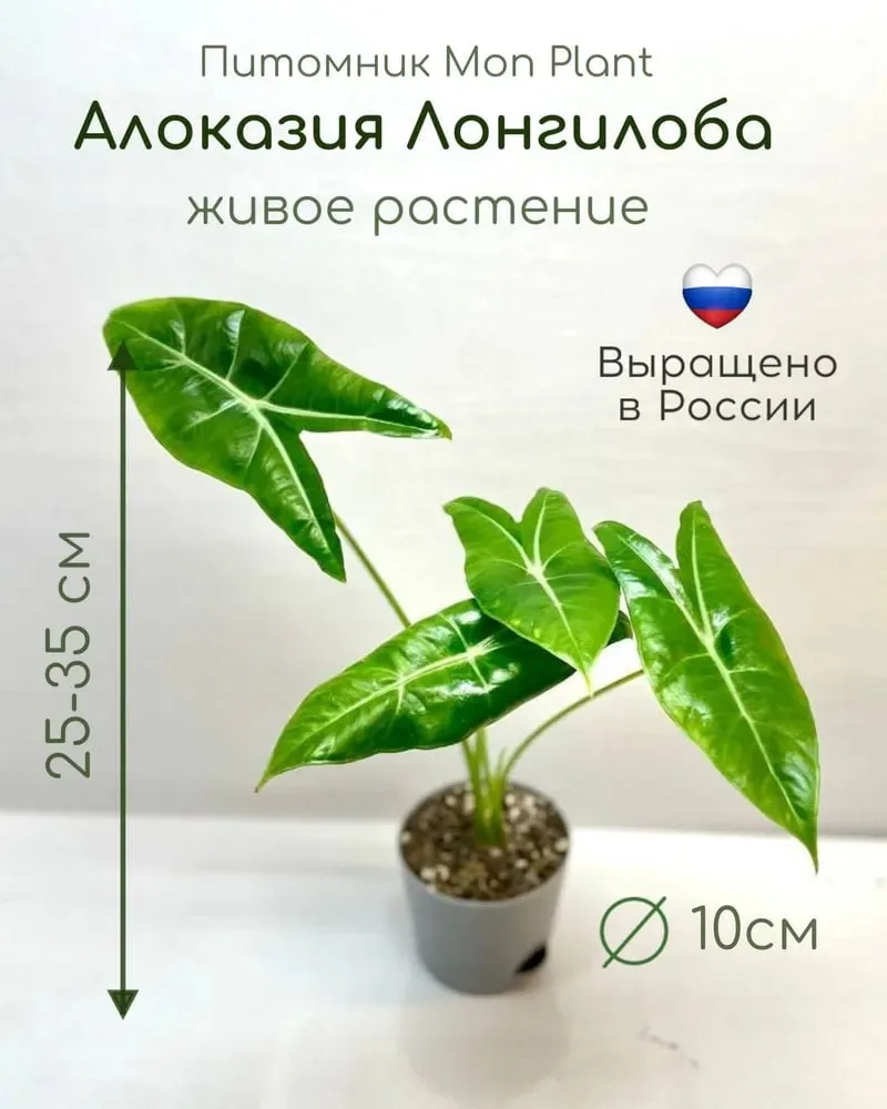 ☺️ Смотрите, друзья, какую прелесть можно купить с большим комфортом прямо на OZON.